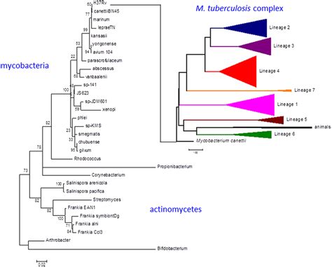 Phylogeny of Mycobacterium tuberculosisBeijing Strains .